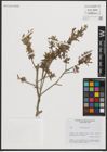 Foto von Salix purpurea L.